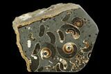 Polished Ammonite (Promicroceras) Fossil - Marston Magna Marble #129303-1